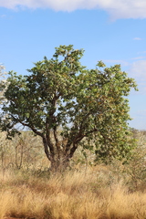 Corymbia pachycarpa