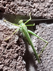 Insara elegans