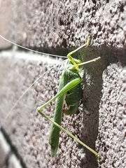 Insara elegans