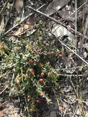 Euryomyrtus ramosissima