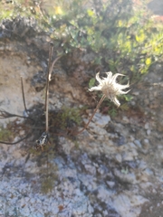 Pulsatilla tenuiloba