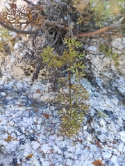 Pulsatilla tenuiloba