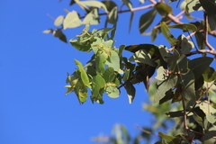 Corymbia pachycarpa