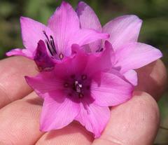 Dierama pulcherrimum