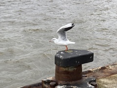 Chroicocephalus ridibundus