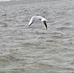 Chroicocephalus ridibundus