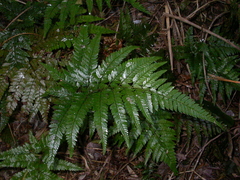 Arachniodes aristata