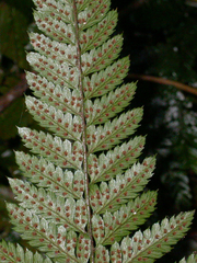 Arachniodes aristata