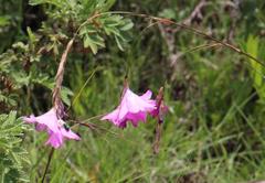 Dierama pulcherrimum
