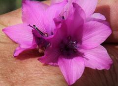 Dierama pulcherrimum