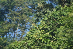 Pycnonotus bimaculatus