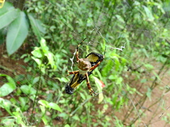 Argiope argentata