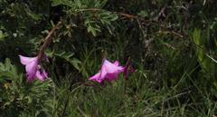 Dierama pulcherrimum