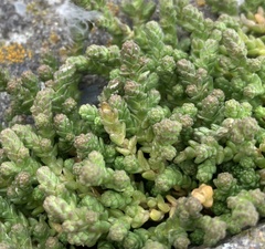 Sedum acre