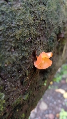 Guepinia