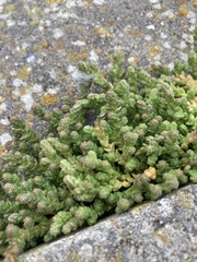 Sedum acre