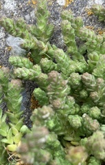 Sedum acre