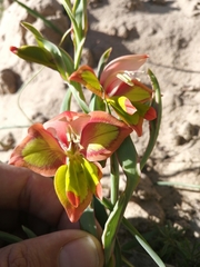 Gladiolus speciosus