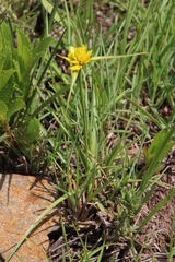 Cyperus sphaerocephalus