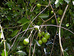 Melodinus baueri