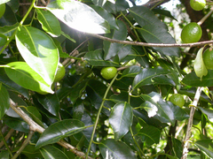 Melodinus baueri