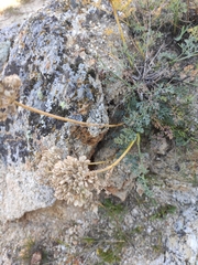 Phlojodicarpus sibiricus