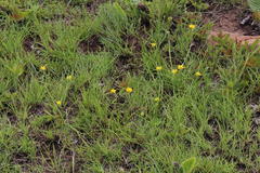 Cyperus sphaerocephalus