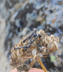 Phlojodicarpus sibiricus