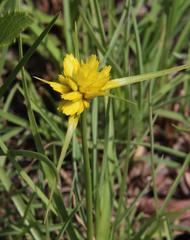 Cyperus sphaerocephalus