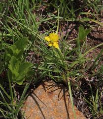 Cyperus sphaerocephalus