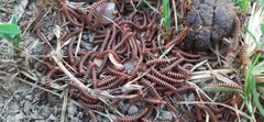 Streptogonopus