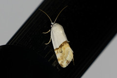 Ponometia elegantula