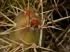 Opuntia fragilis