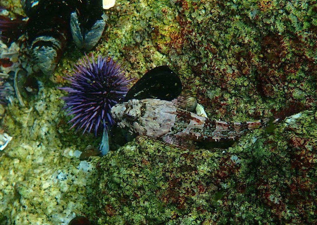 coralline sculpin