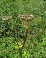 Selinum alatum