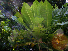 Meryta angustifolia