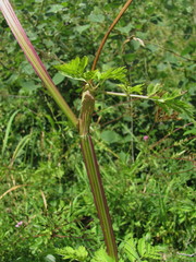 Selinum alatum
