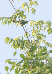 Chloropsis sonnerati