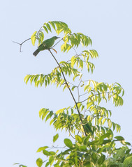 Chloropsis sonnerati