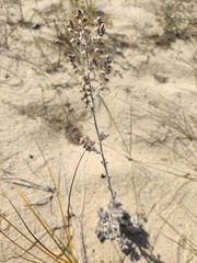 Artemisia ledebouriana