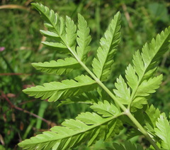 Selinum alatum
