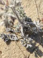 Artemisia ledebouriana