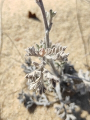 Artemisia ledebouriana