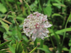 Astrantia trifida