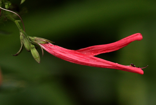 Justicia secunda image