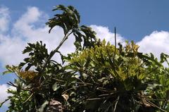 Cussonia paniculata paniculata