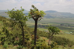 Cussonia paniculata paniculata