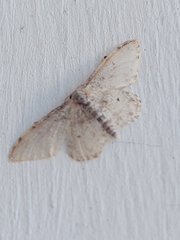 Idaea camparia