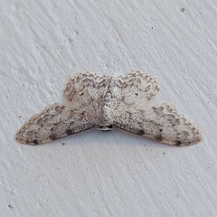 Idaea camparia