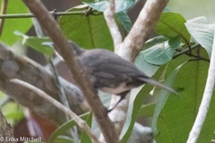 Ramphocinclus brachyurus brachyurus